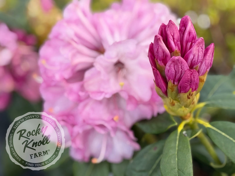 Fulbrook plant from Rocky Knoll Farm