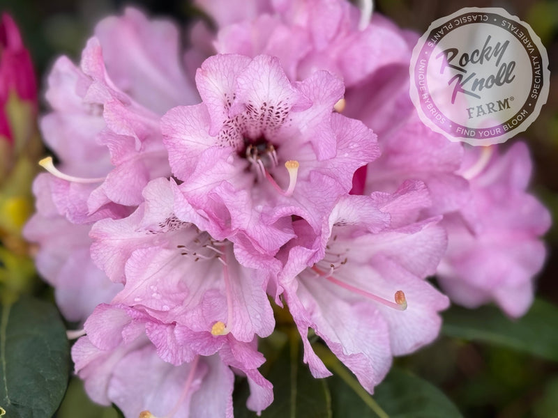 Fulbrook plant from Rocky Knoll Farm