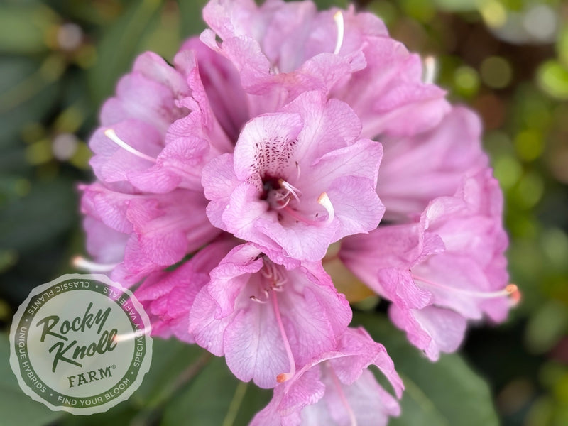 Fulbrook plant from Rocky Knoll Farm