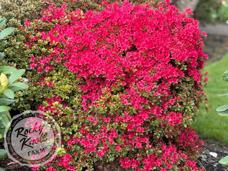 Hino Crimson plant from Rocky Knoll Farm