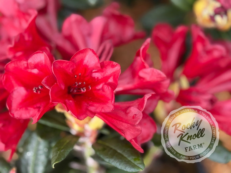Ruby Hart plant from Rocky Knoll Farm