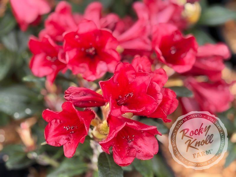 Ruby Hart plant from Rocky Knoll Farm