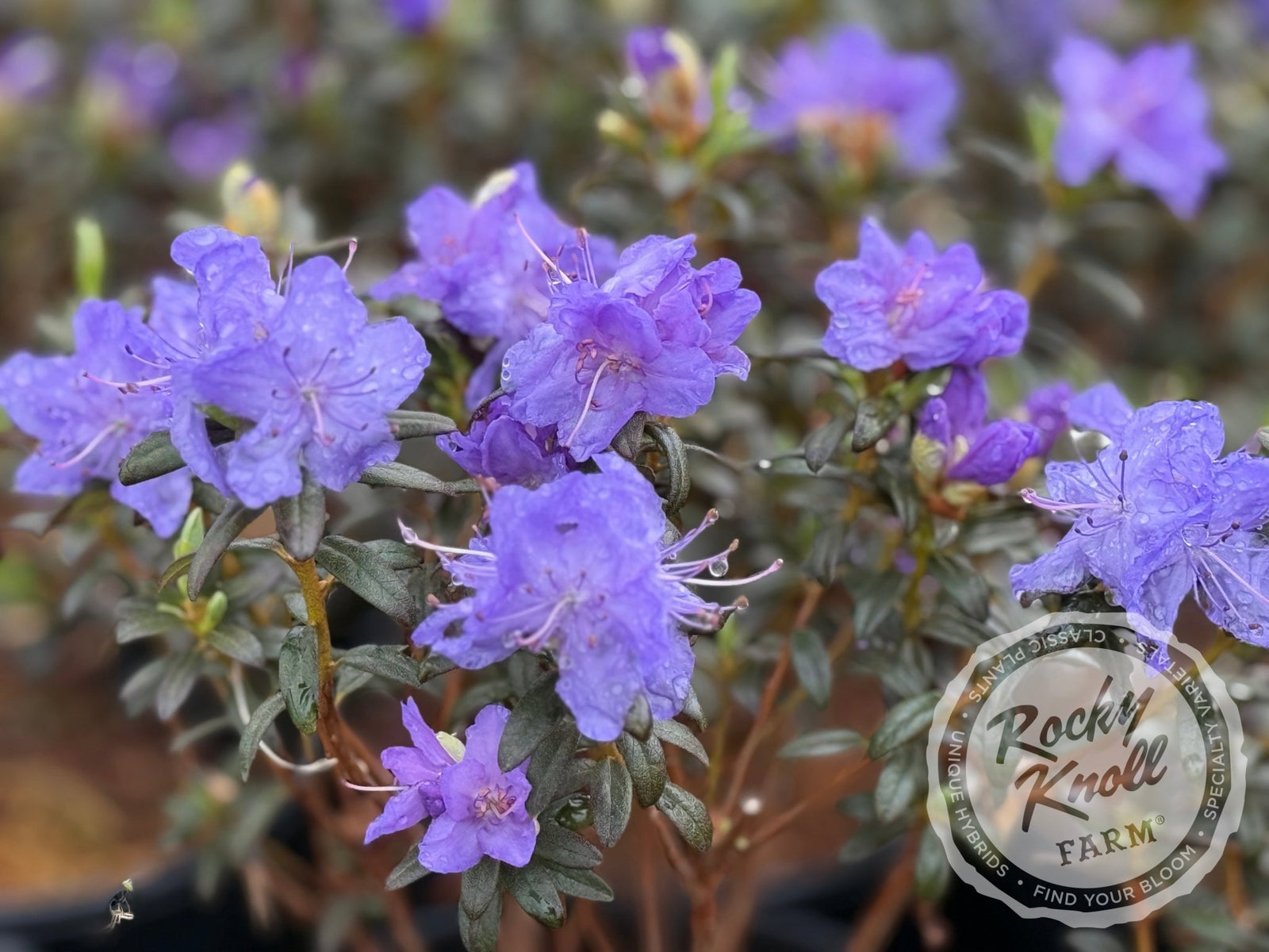 Oceanlake - Rocky Knoll Farm