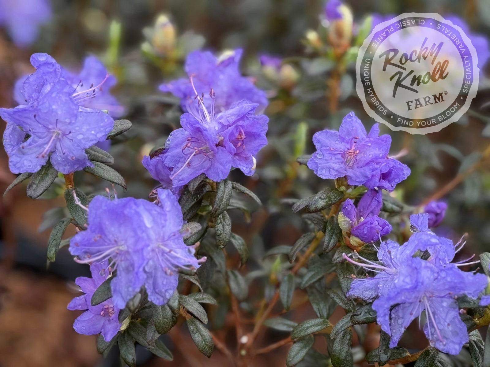 レディアナベラ　toxic apple pocket フローライト　レアポケット レディアナベラ toxic apple pocket フローライト レアポケット