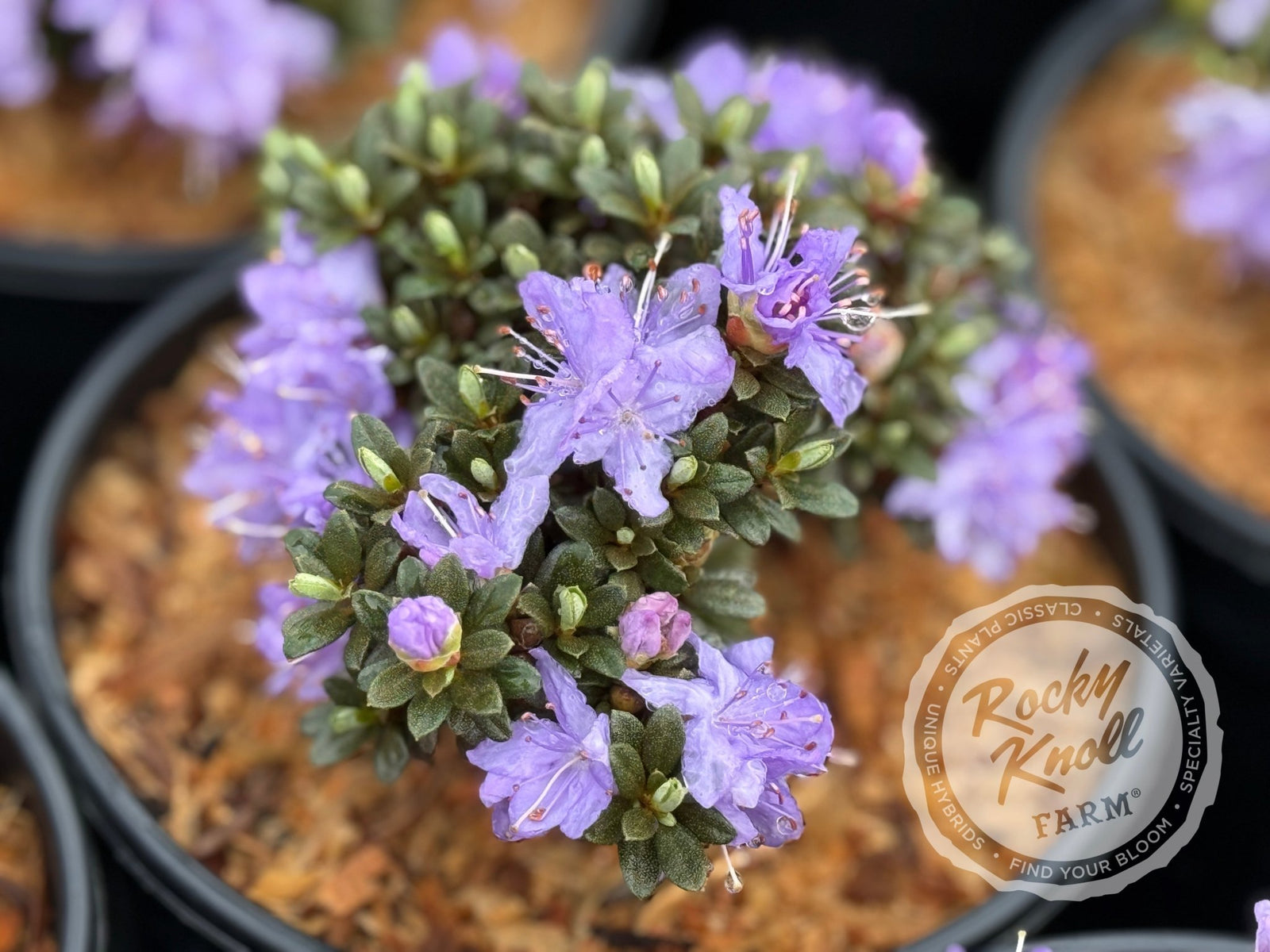 R. lysolepis - Rocky Knoll Farm