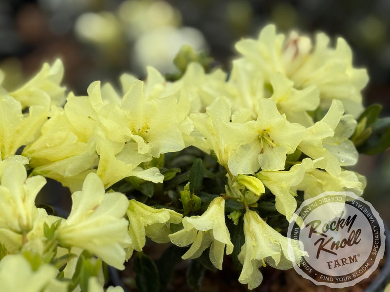 Peter Bee plant from Rocky Knoll Farm