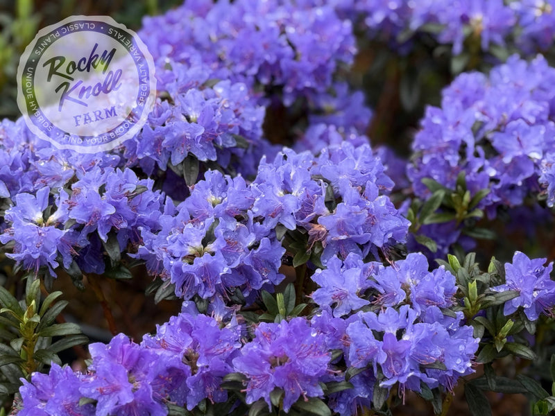 Blue Baron plant from Rocky Knoll Farm