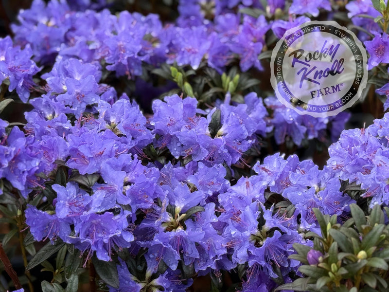 Blue Baron plant from Rocky Knoll Farm