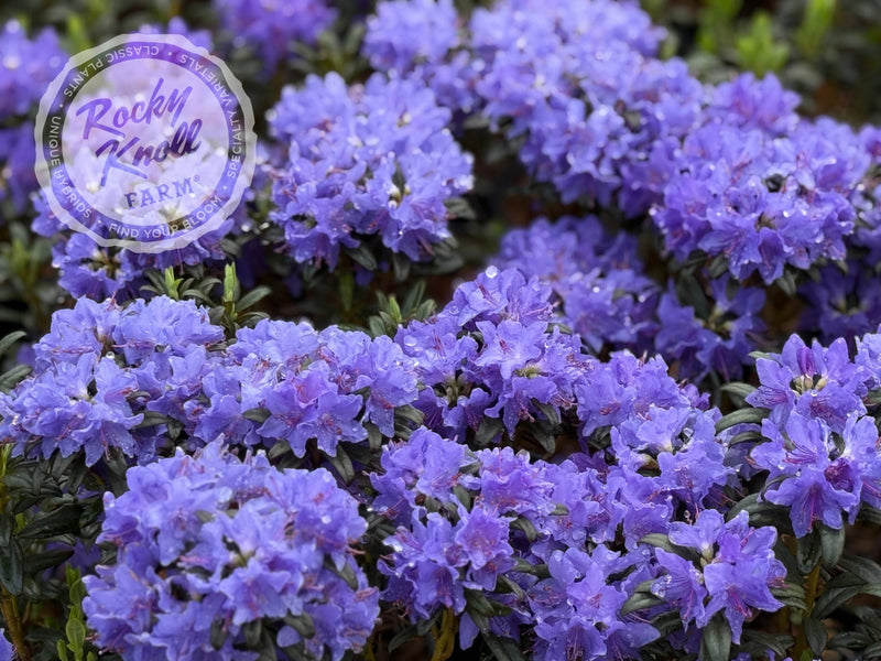 Blue Baron plant from Rocky Knoll Farm