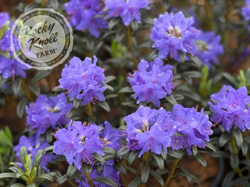 Blue Baron plant from Rocky Knoll Farm