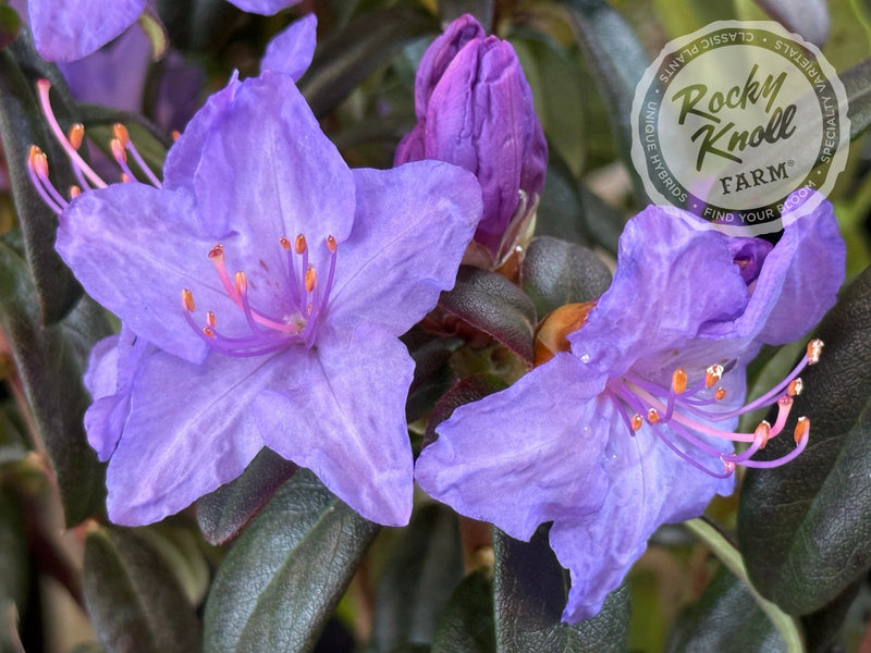 Blaney’s Blue plant from Rocky Knoll Farm