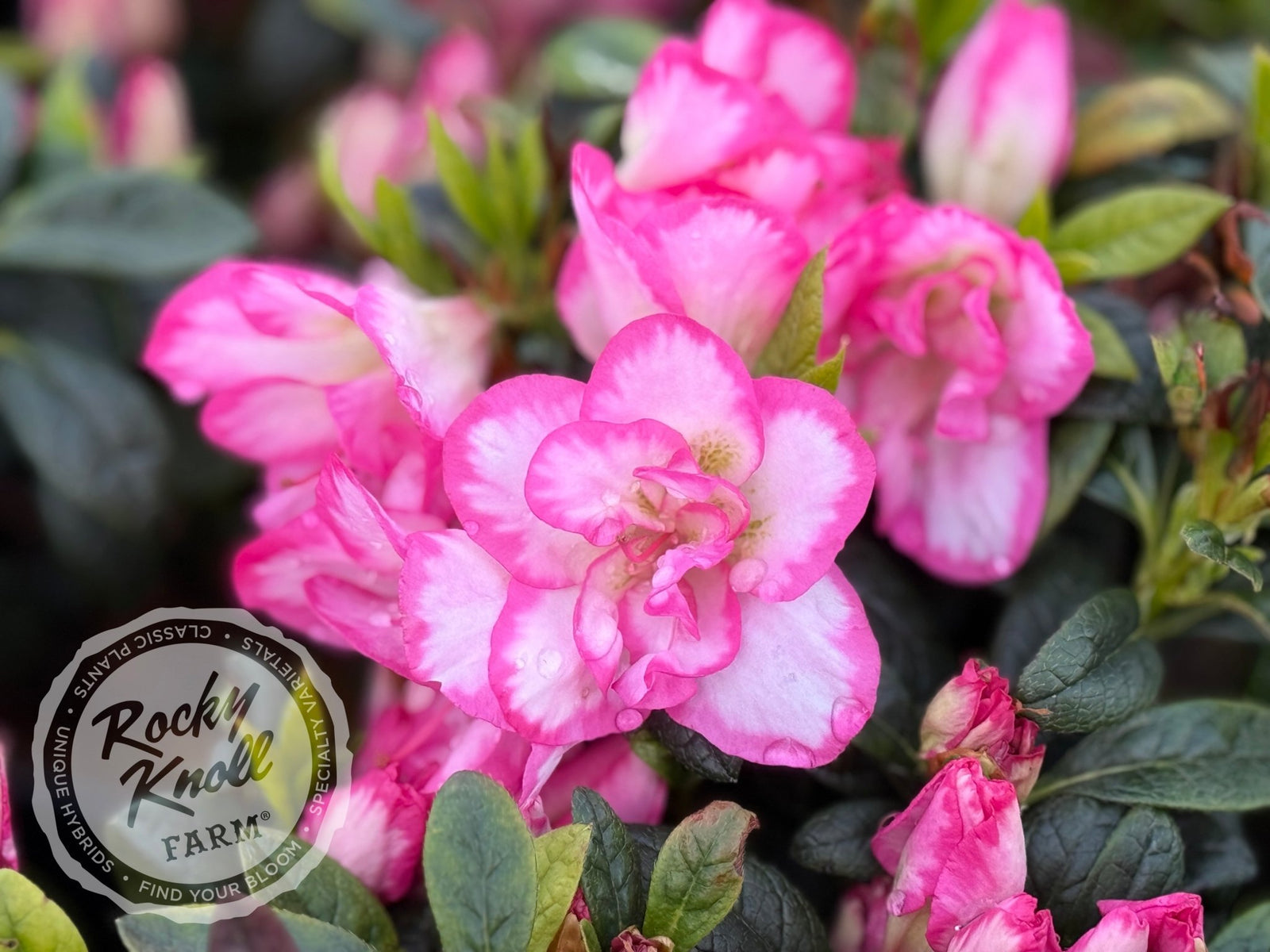 Haru＊Flower／ Buy Azalea 'Momo no haru' Bright Pink Blooming Azalea — Mr