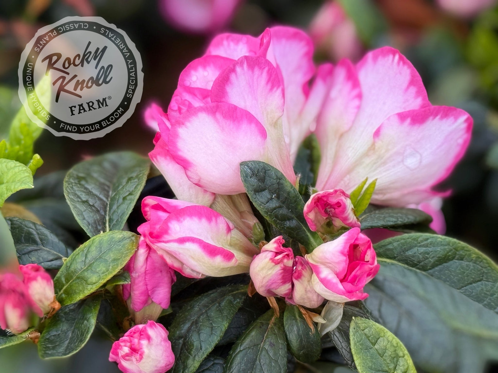 Haru no Hibiki - Rocky Knoll Farm