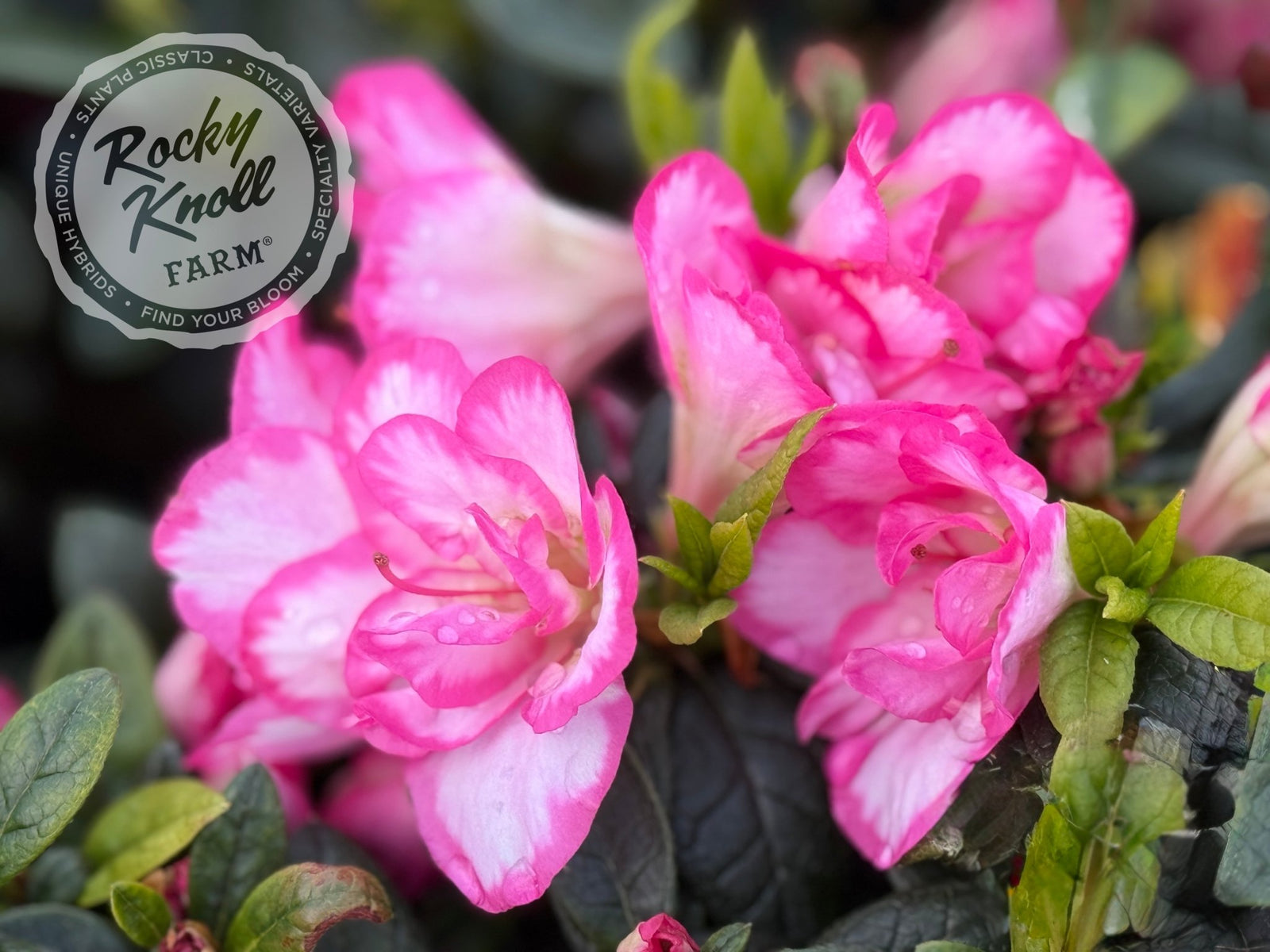 Haru no Hibiki - Rocky Knoll Farm