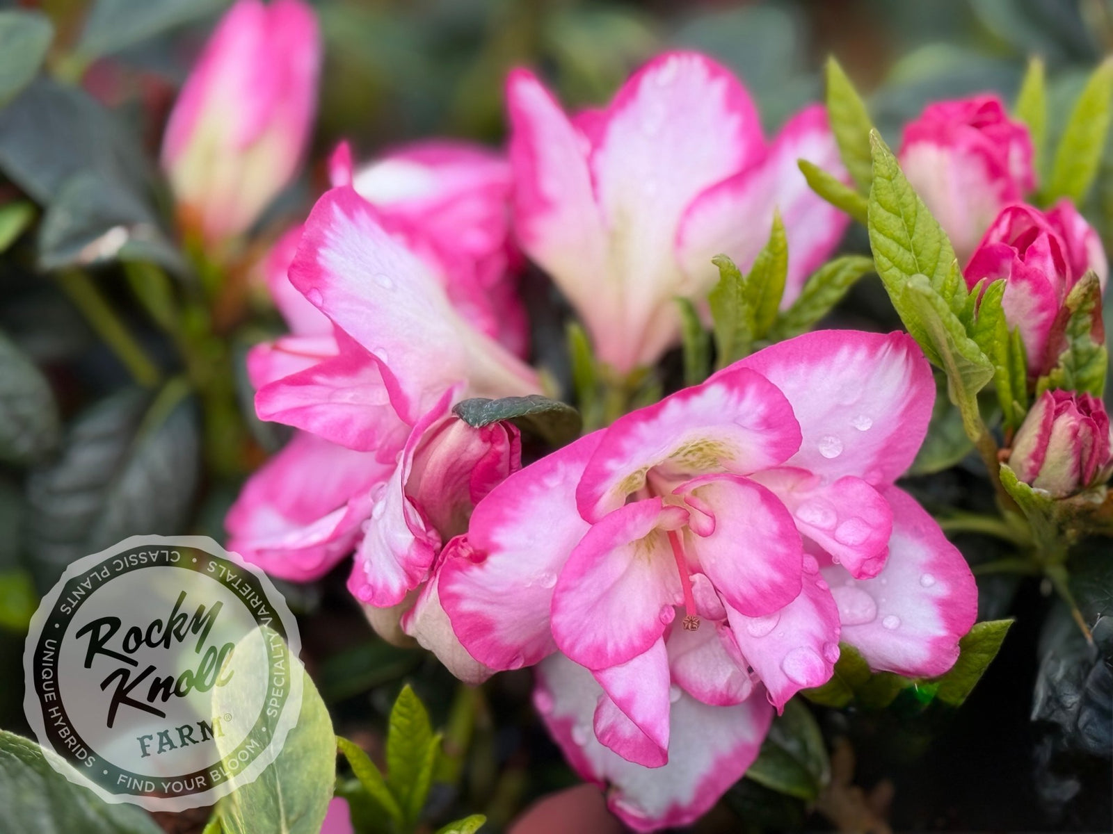 Haru＊Flower／ Haru no Hibiki - Rocky Knoll Farm
