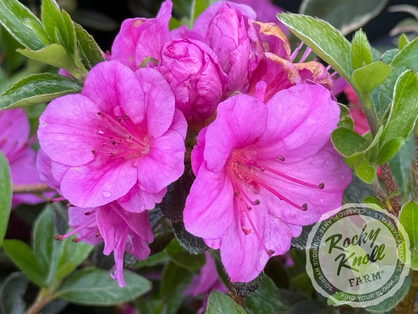 Murasaki Shikibu - Rocky Knoll Farm