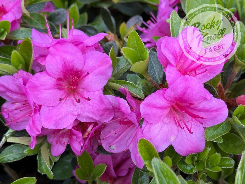 Murasaki Shikibu plant from Rocky Knoll Farm