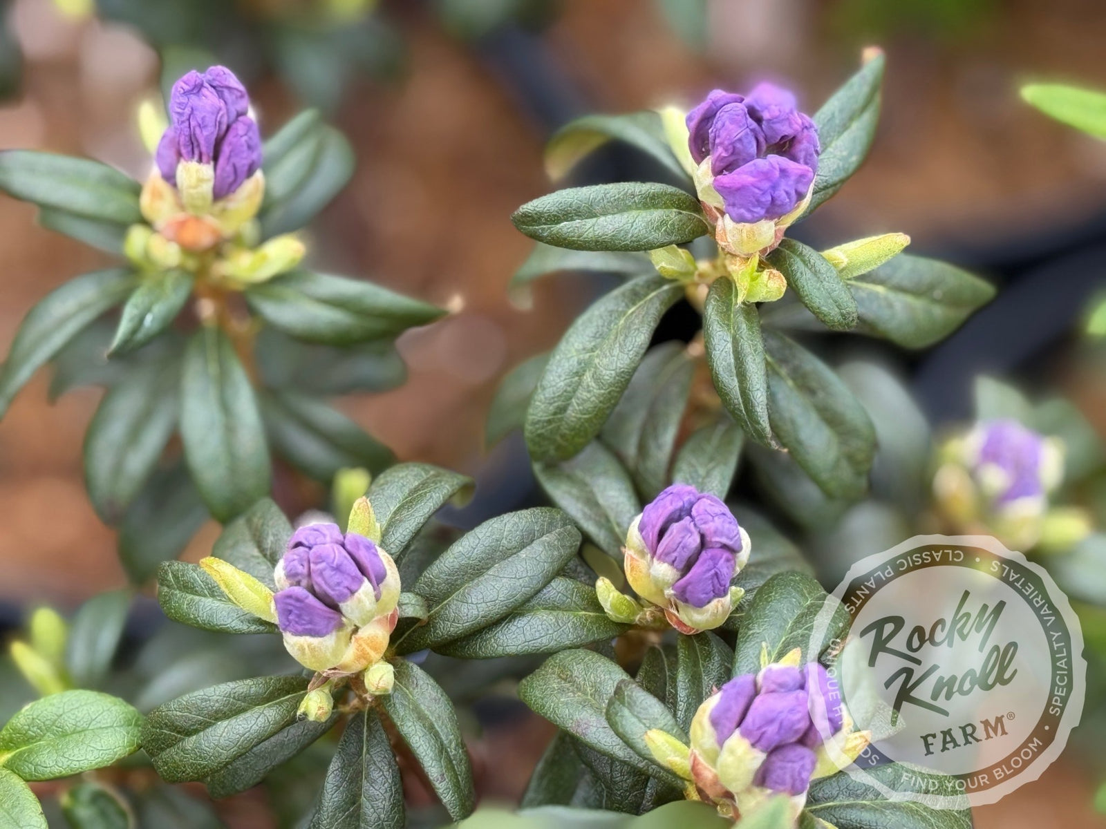 blaukorn rhododendron Blue Ridge