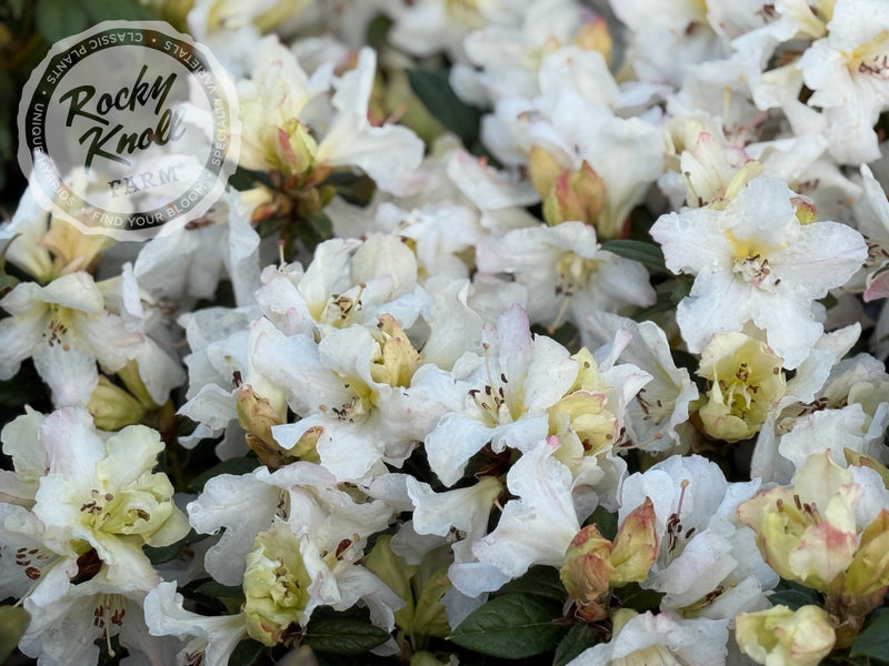 Else Frye plant from Rocky Knoll Farm
