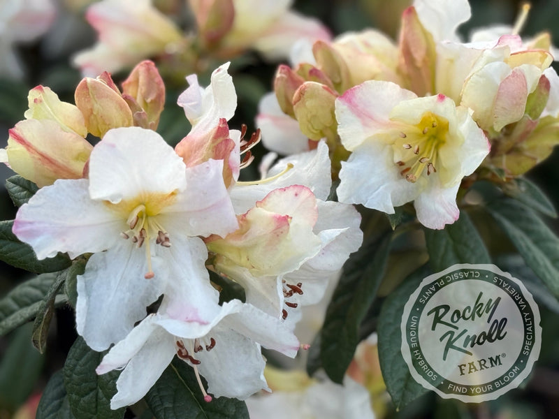 Else Frye plant from Rocky Knoll Farm
