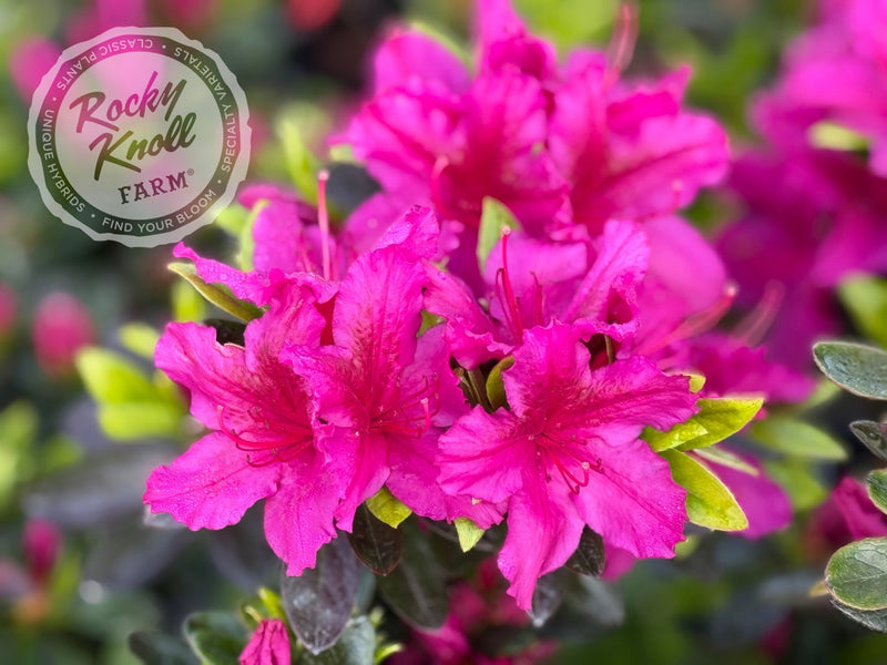 Girard's Fuchsia Azalea plant from Rocky Knoll Farm