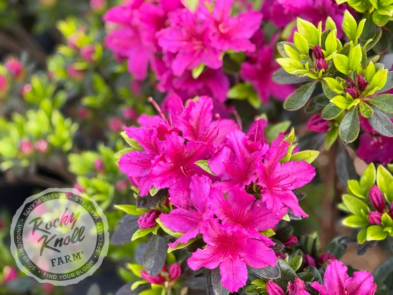 Girard's Fuchsia Azalea plant from Rocky Knoll Farm