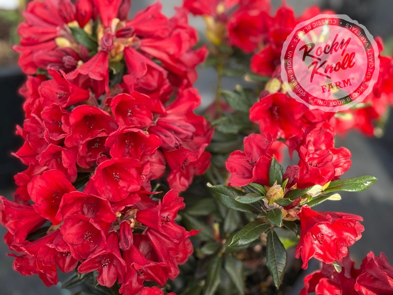 Ruby Hart plant from Rocky Knoll Farm