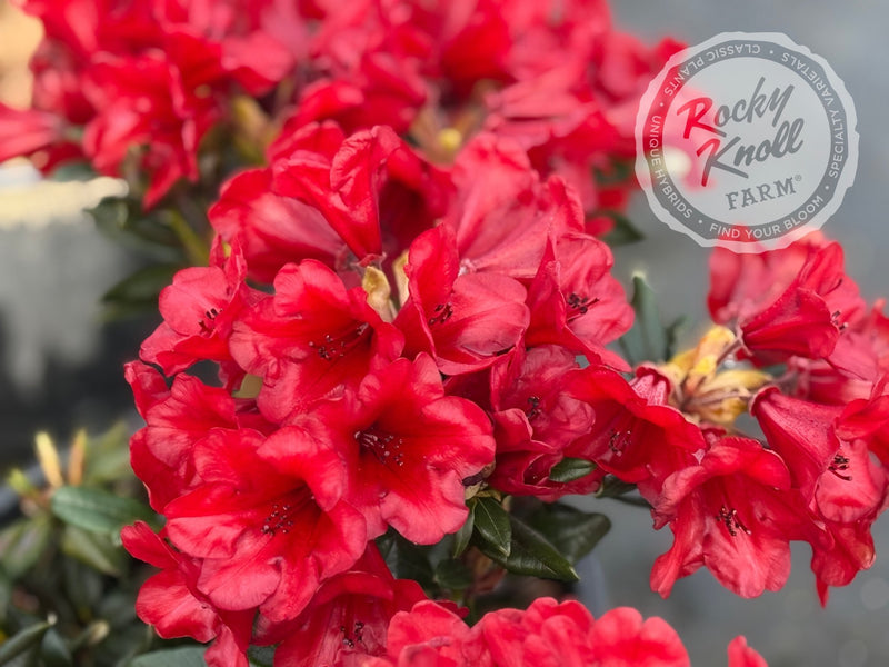Ruby Hart plant from Rocky Knoll Farm