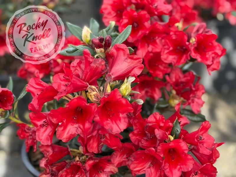 Ruby Hart plant from Rocky Knoll Farm