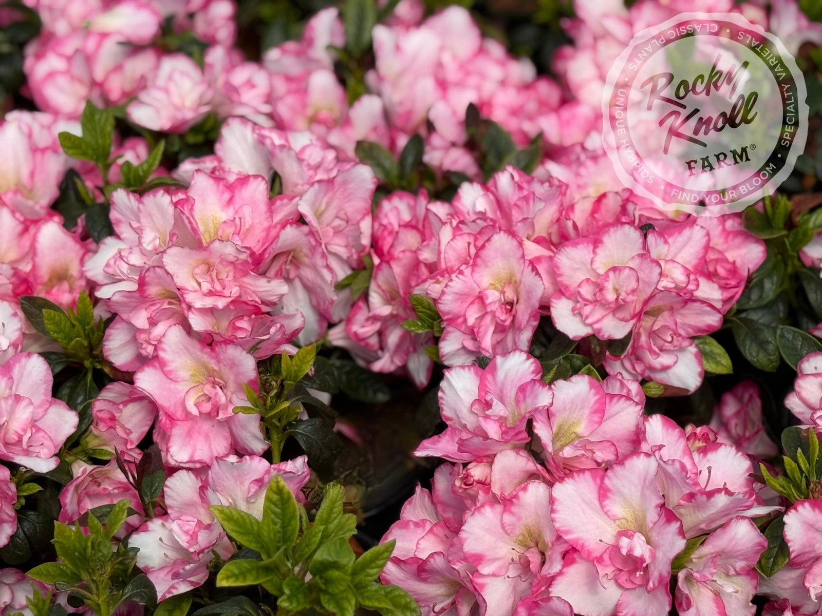 Haru＊Flower／ Haru no Hibiki - Rocky Knoll Farm