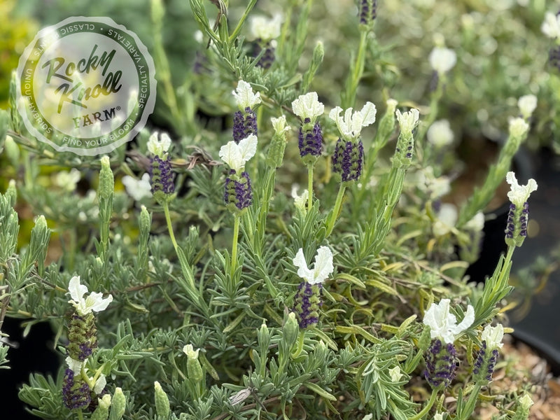 Anouk White Lavender - Lavendula stoechas plant from Rocky Knoll Farm