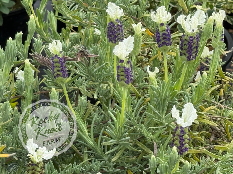 Anouk White Lavender - Lavendula stoechas plant from Rocky Knoll Farm