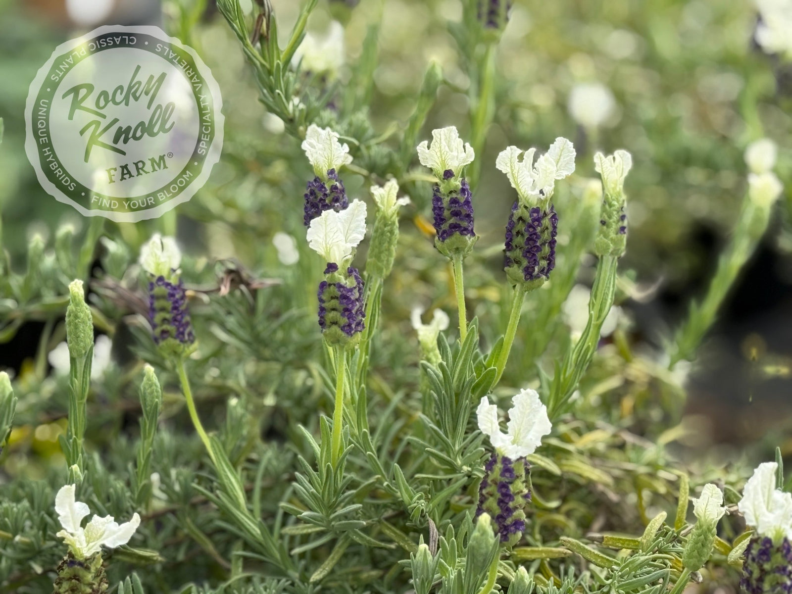 lavender plants white flowers Anouk White Lavender - Lavendula stoechas