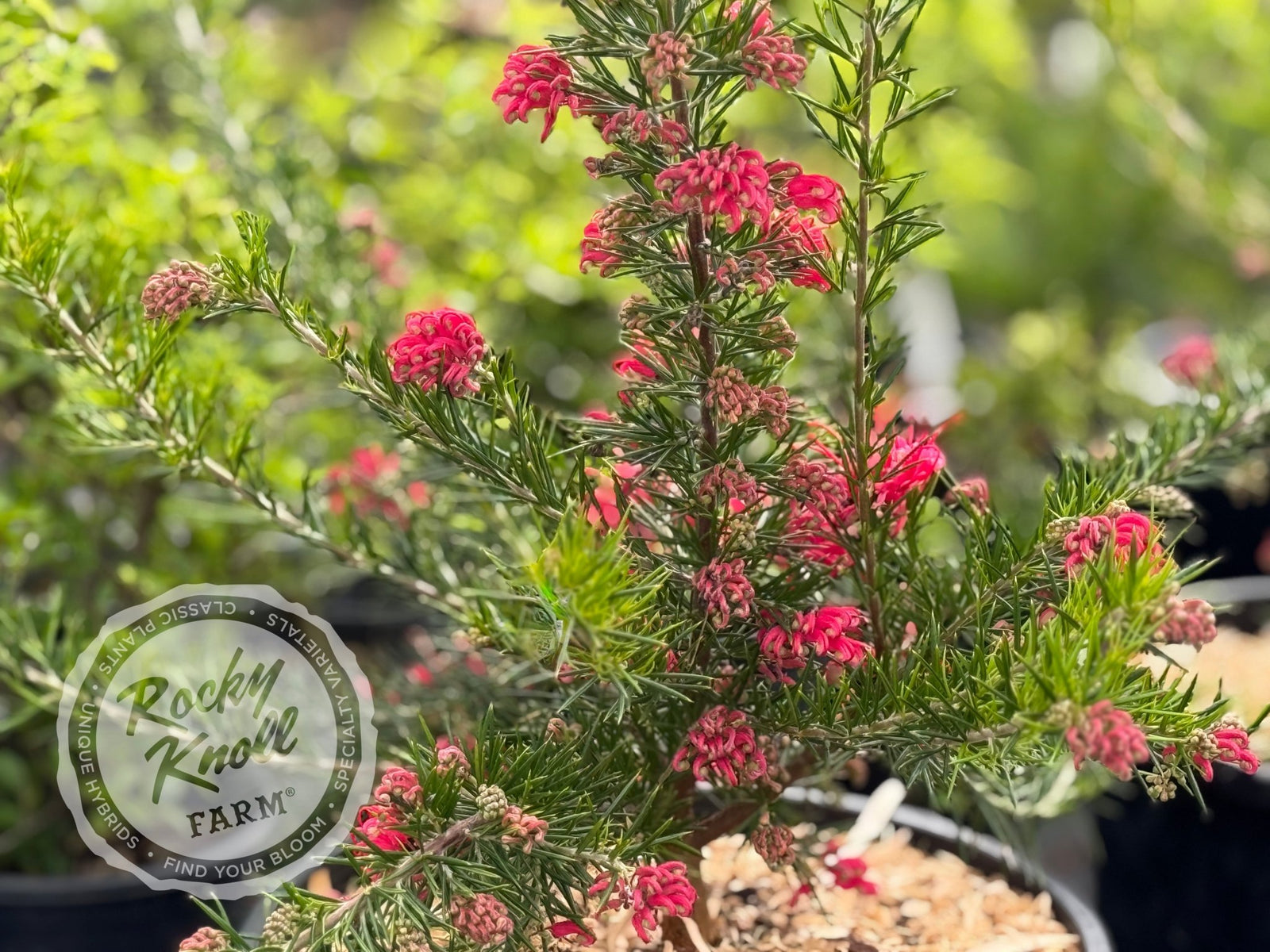 Grevillea juniperina Prickly Spider Flower - Rocky Knoll Farm