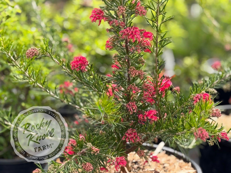 Grevillea juniperina Prickly Spider Flower plant from Rocky Knoll Farm