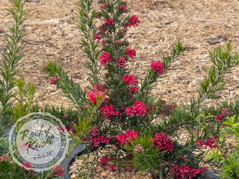 Grevillea juniperina Prickly Spider Flower plant from Rocky Knoll Farm