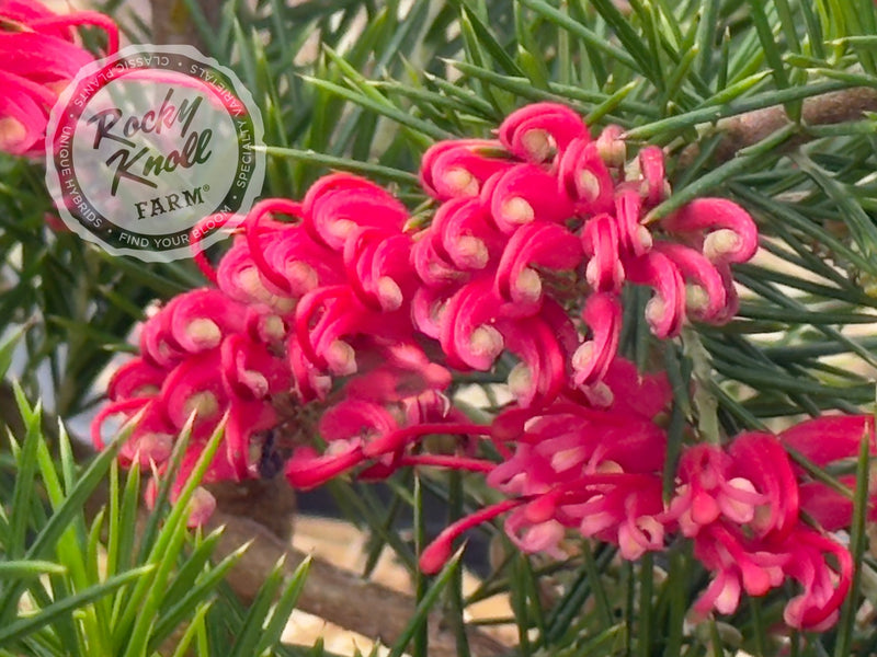 Grevillea juniperina Prickly Spider Flower plant from Rocky Knoll Farm