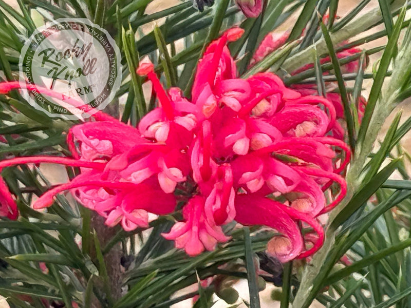 Grevillea juniperina Prickly Spider Flower plant from Rocky Knoll Farm