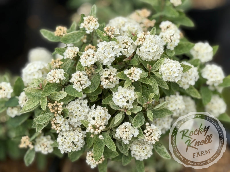 Spiraea Pink Ice plant from Rocky Knoll Farm