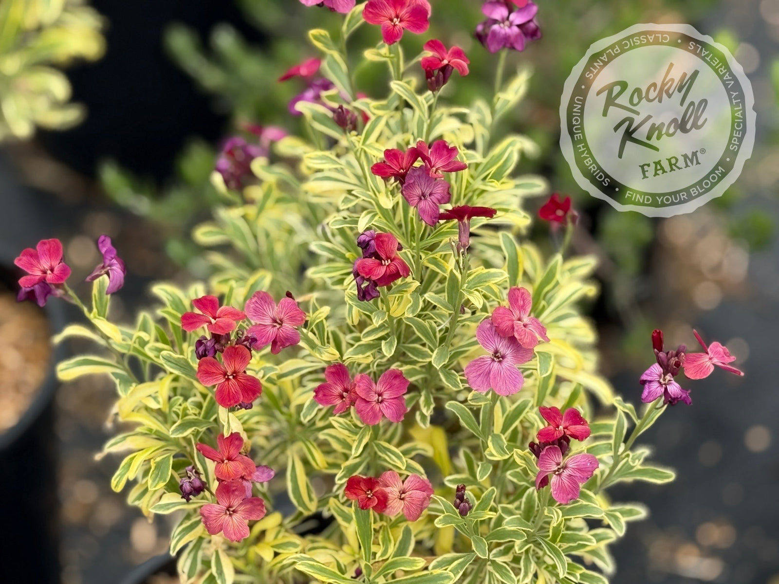 Erysimum Honeyberry (Wallflower) - Rocky Knoll Farm