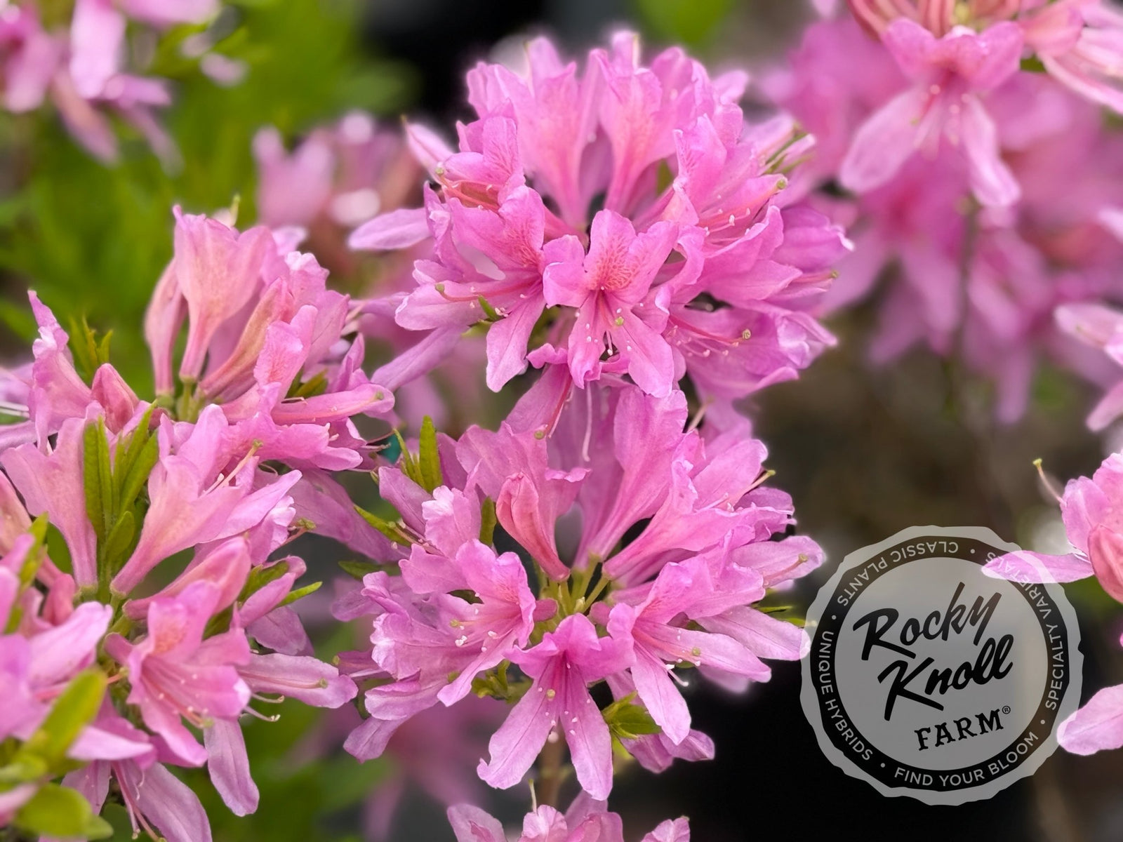 Orchid LIghts - Rocky Knoll Farm