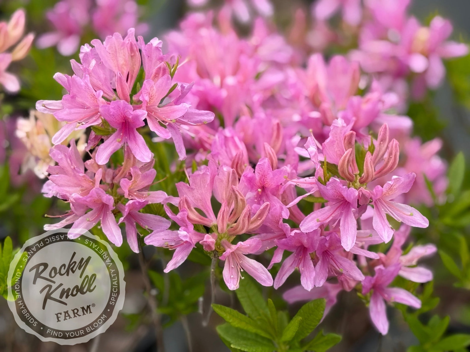 Orchid LIghts - Rocky Knoll Farm