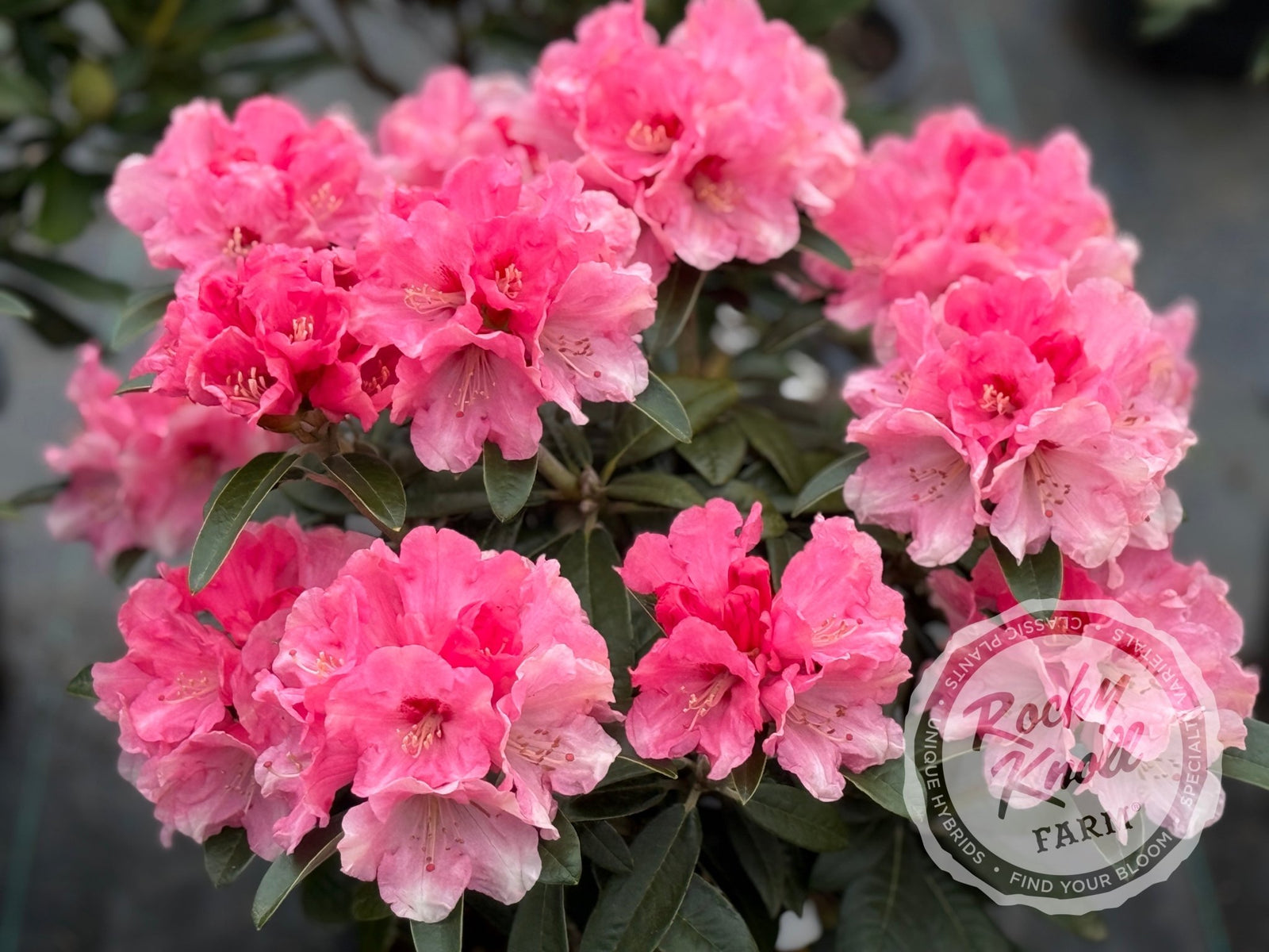 IMG_5334_1600x.jpg?v=1745978704