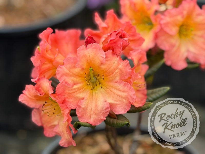 Orange Prelude plant from Rocky Knoll Farm