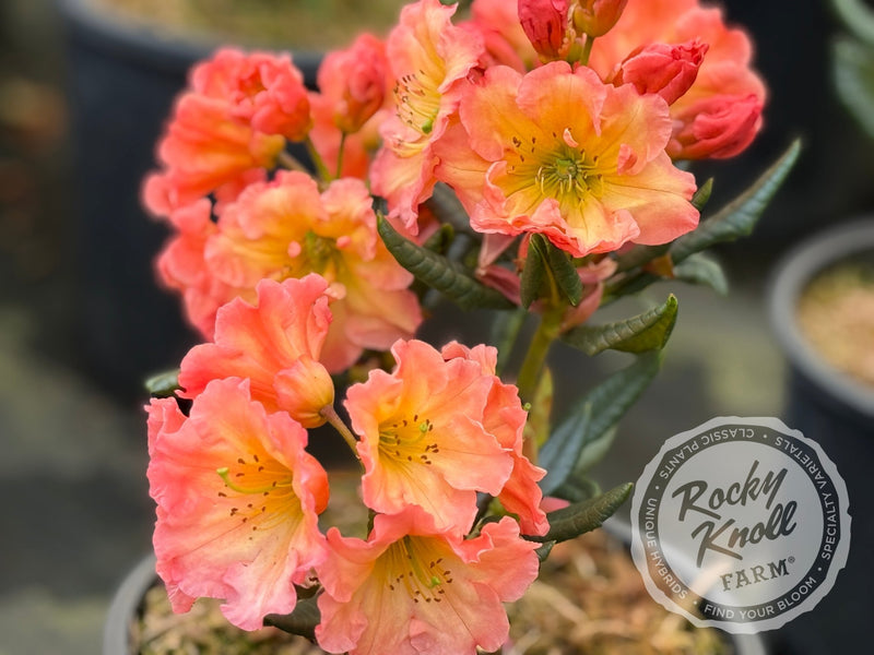 Orange Prelude plant from Rocky Knoll Farm