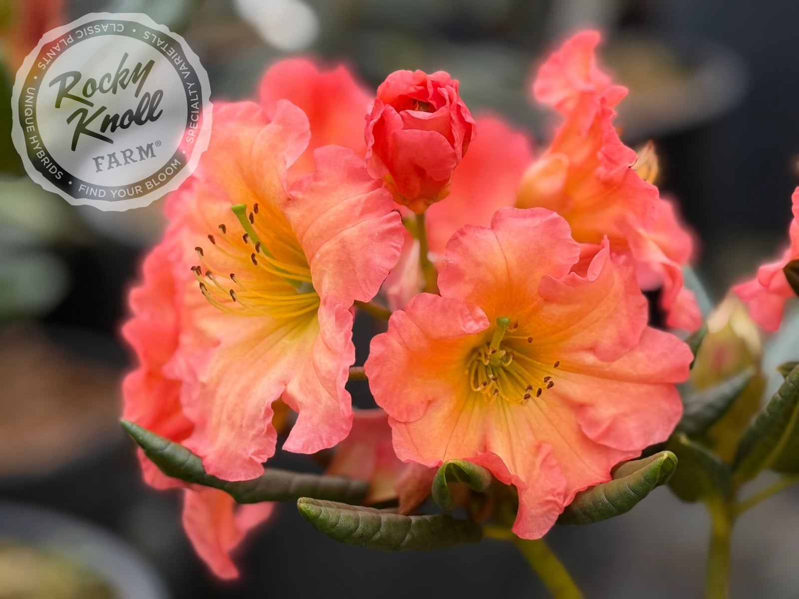 rhododendron orange Orange Prelude