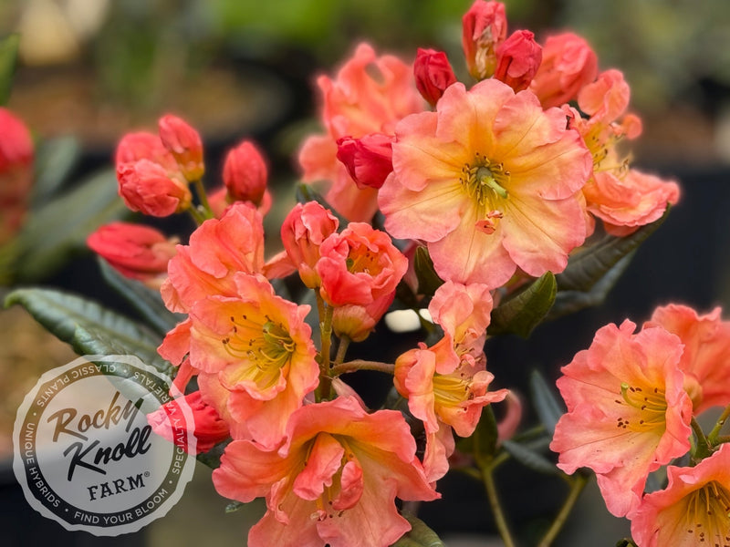 Orange Prelude plant from Rocky Knoll Farm