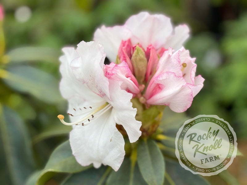 White Owl (aka Reverend Paul) plant from Rocky Knoll Farm