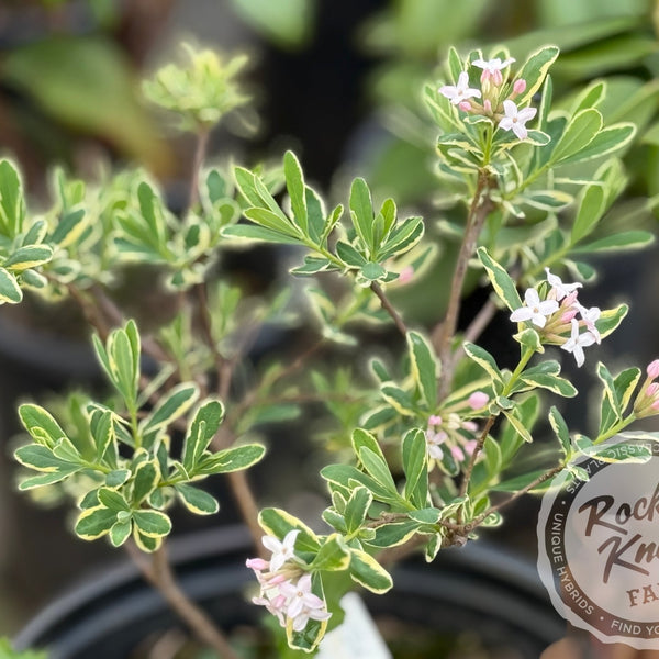 Daphne x burkwoodii 'Carol Mackie' - Rocky Knoll Farm