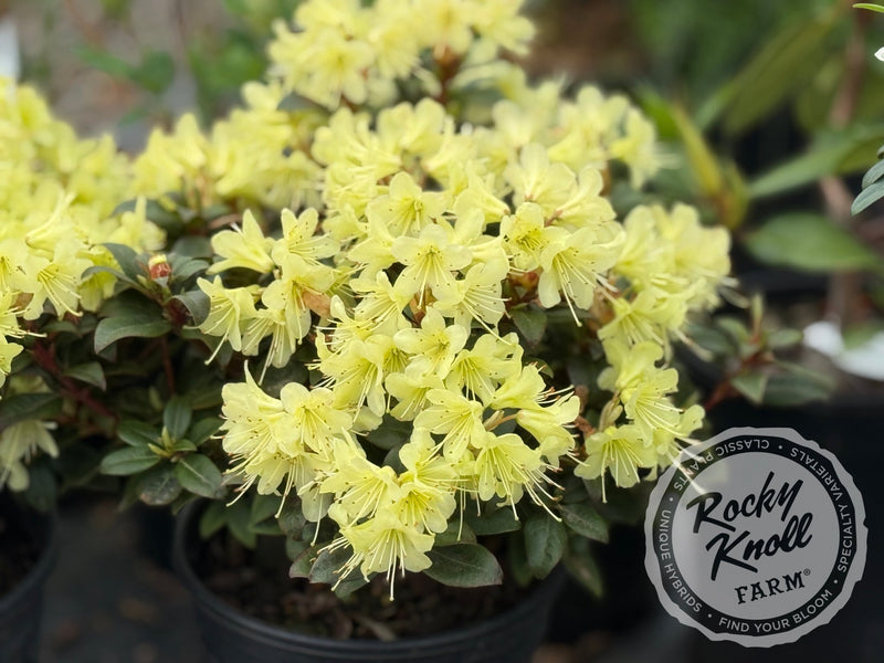 Princess Anne plant from Rocky Knoll Farm
